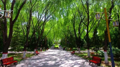 神木绿化美化显成效 城市颜值大提升 物业管理添动力