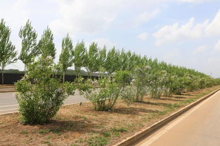 城市披新绿 市民心更爽——我市城区绿化工作见闻与绿化管理探析