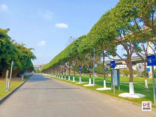 成都街头绿色长廊修剪秘籍 城市绿化管理的艺术与实践